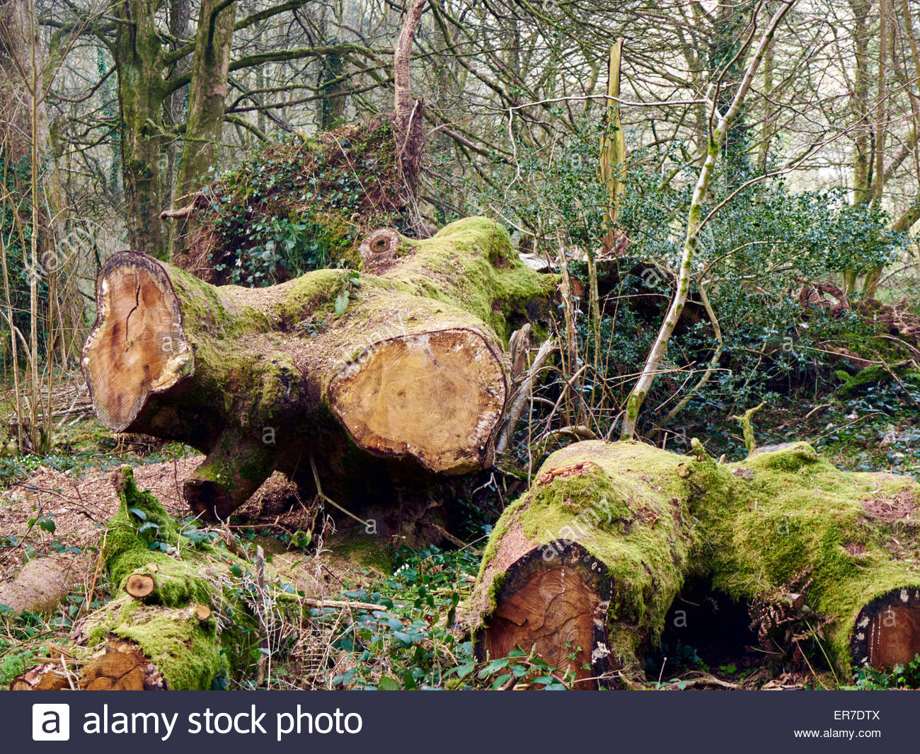 Tree Rings High Resolution Stock Photography and Images - Alamy
