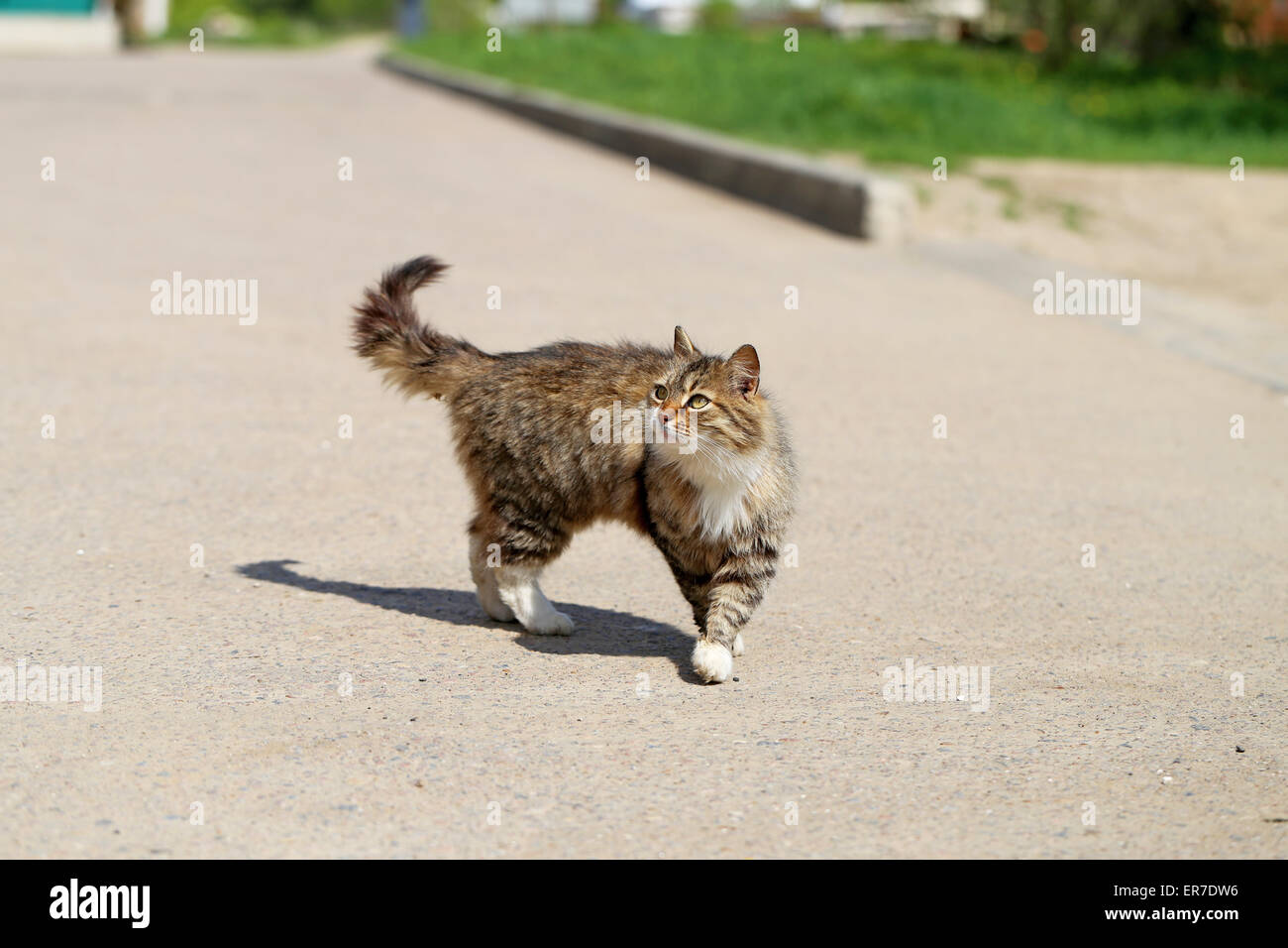 Beautiful cats photographed on the street in summer closeup Stock Photo ...