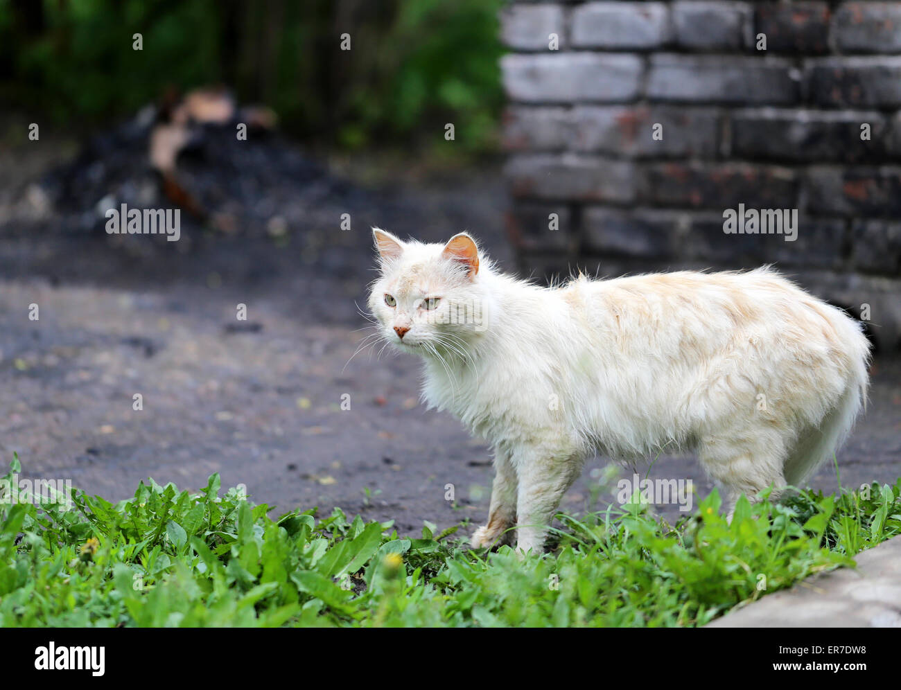 Beautiful cats photographed on the street in summer closeup Stock Photo