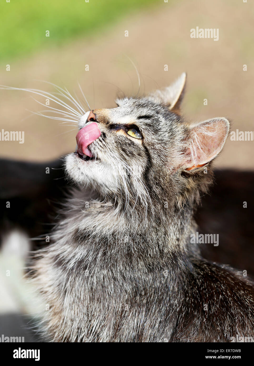Beautiful cats photographed on the street in summer closeup Stock Photo ...
