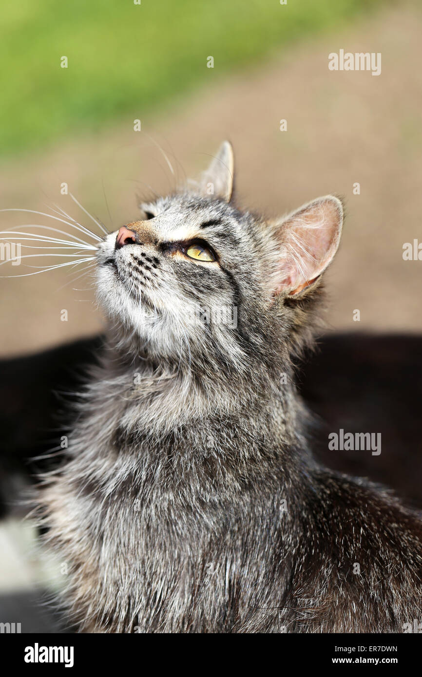 Beautiful cats photographed on the street in summer closeup Stock Photo