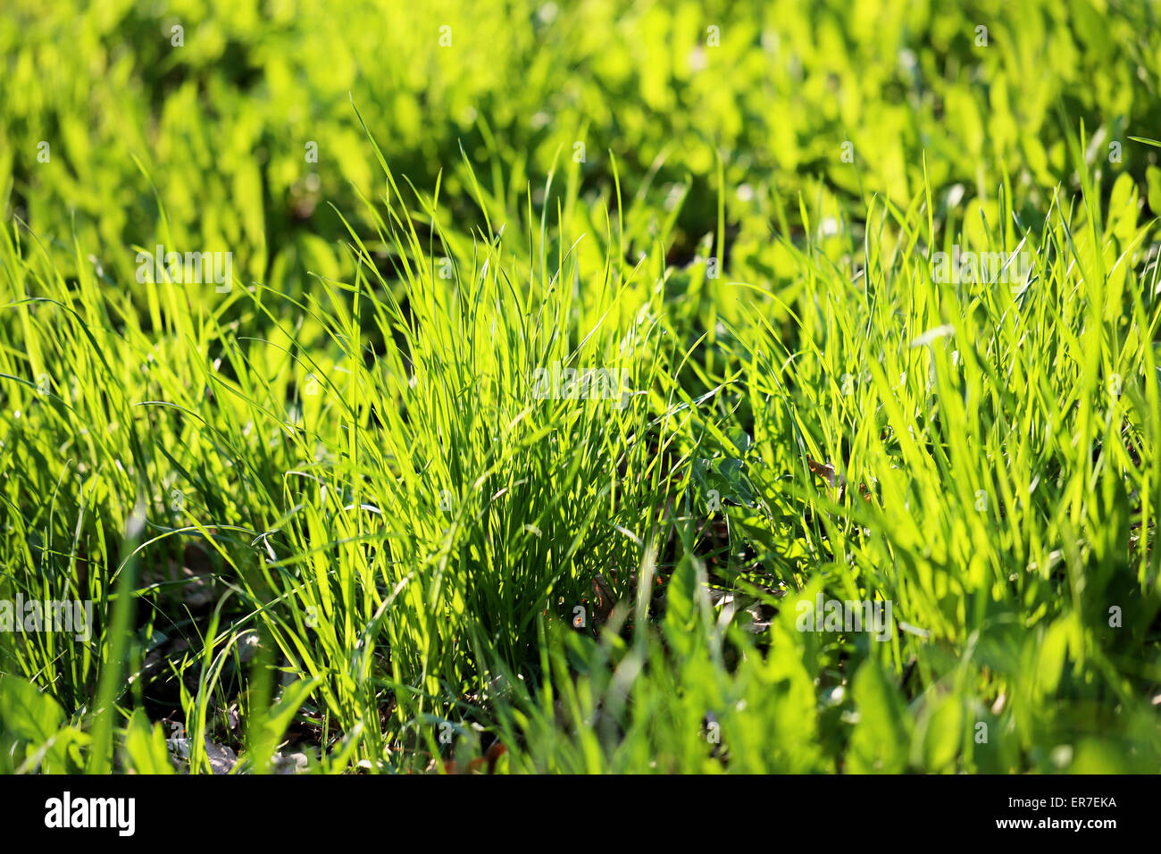 Green grass in a field photographed close up Stock Photo - Alamy