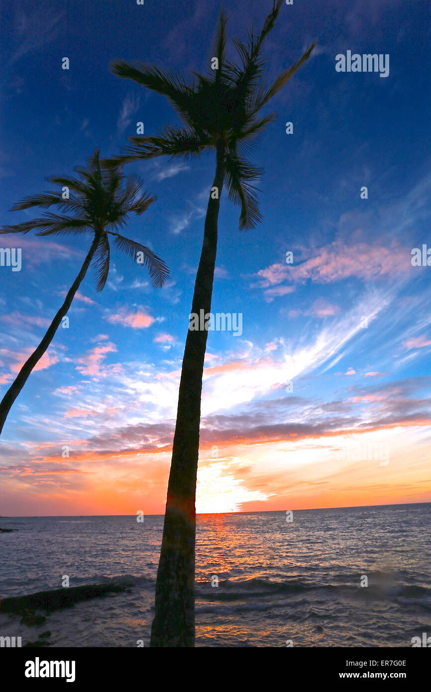 Kona palm trees hi-res stock photography and images - Alamy