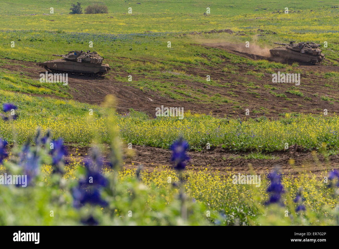 Golan Heights, Israel. Israeli Merkava Mk IV tanks maneuver during a training exercise. Blue Lupines in the foreground. Stock Photo