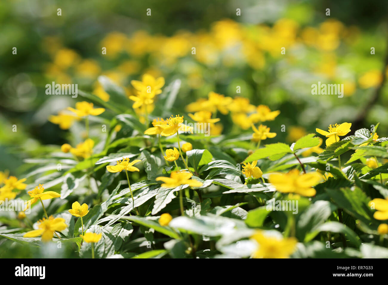 Green grass in a field photographed close up Stock Photo - Alamy