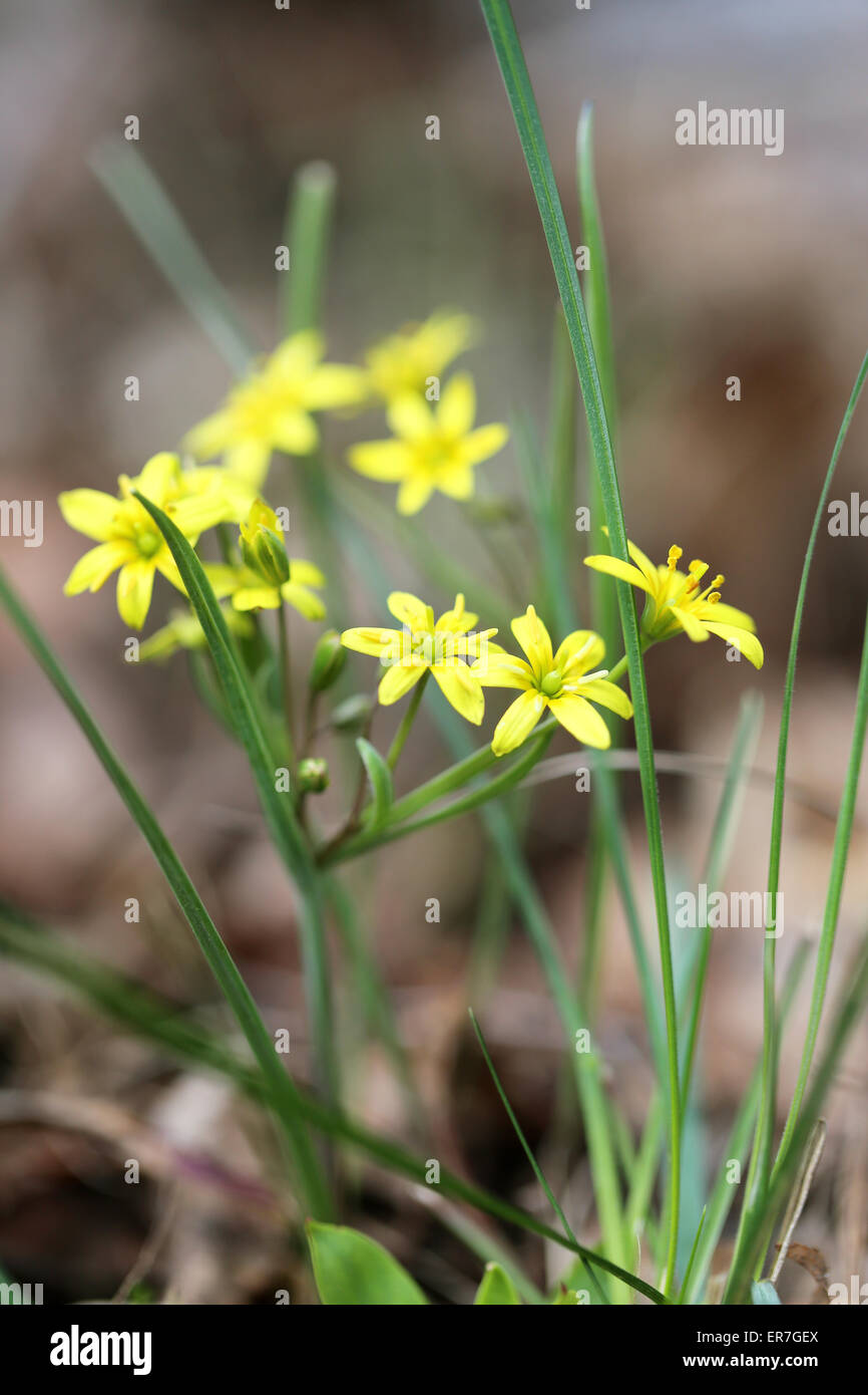Green grass in a field photographed close up Stock Photo - Alamy