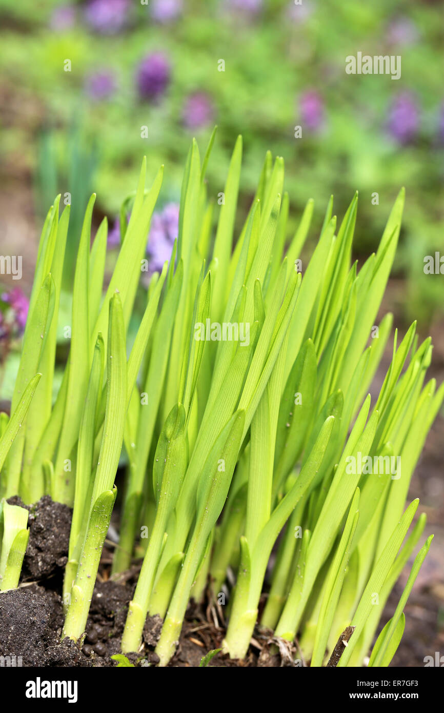 Green grass in a field photographed close up Stock Photo - Alamy