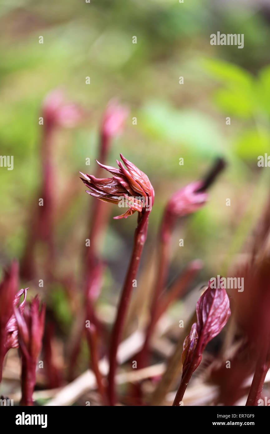 Green grass in a field photographed close up Stock Photo - Alamy