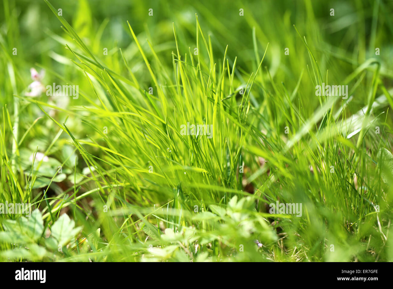 Green grass in a field photographed close up Stock Photo - Alamy