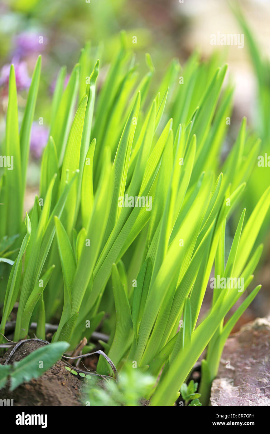Green grass in a field photographed close up Stock Photo - Alamy