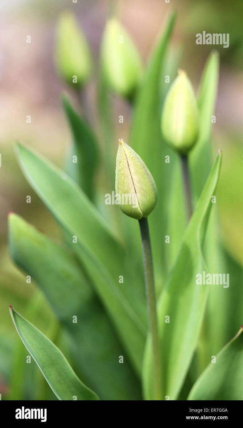 Spring beautiful flowers tulips photographed close up Stock Photo