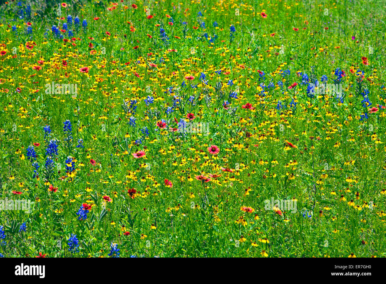 Carpets of color blanket the roadsides of the very rural  Willow City Loop in the Texas Hill Country near Fredericksburg. Stock Photo