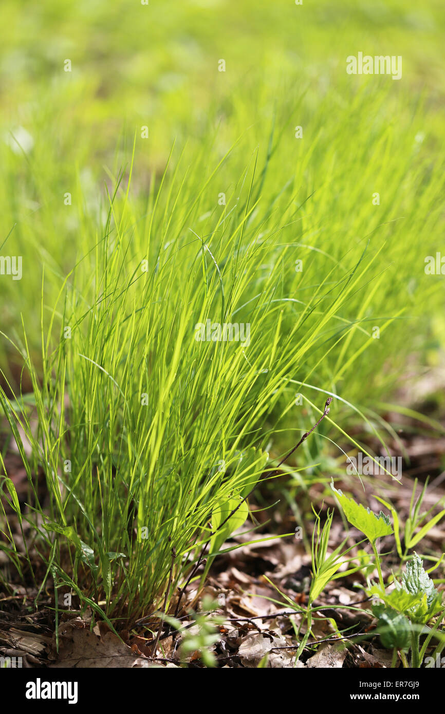 Green grass in a field photographed close up Stock Photo - Alamy