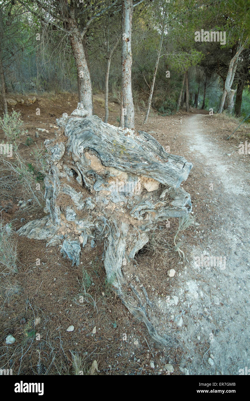 Hiking trail running across a pine tree forest Stock Photo - Alamy