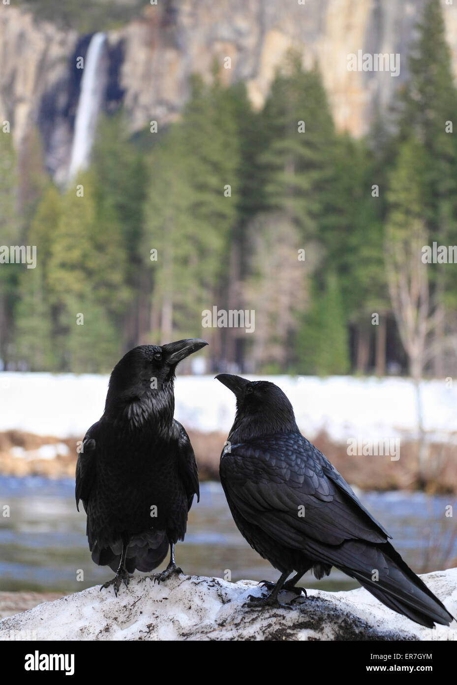 Ravens in Yosemite National Park Stock Photo