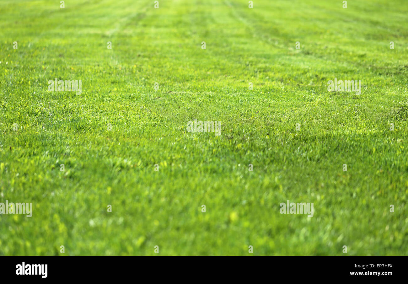 Green grass in a field photographed close up Stock Photo - Alamy