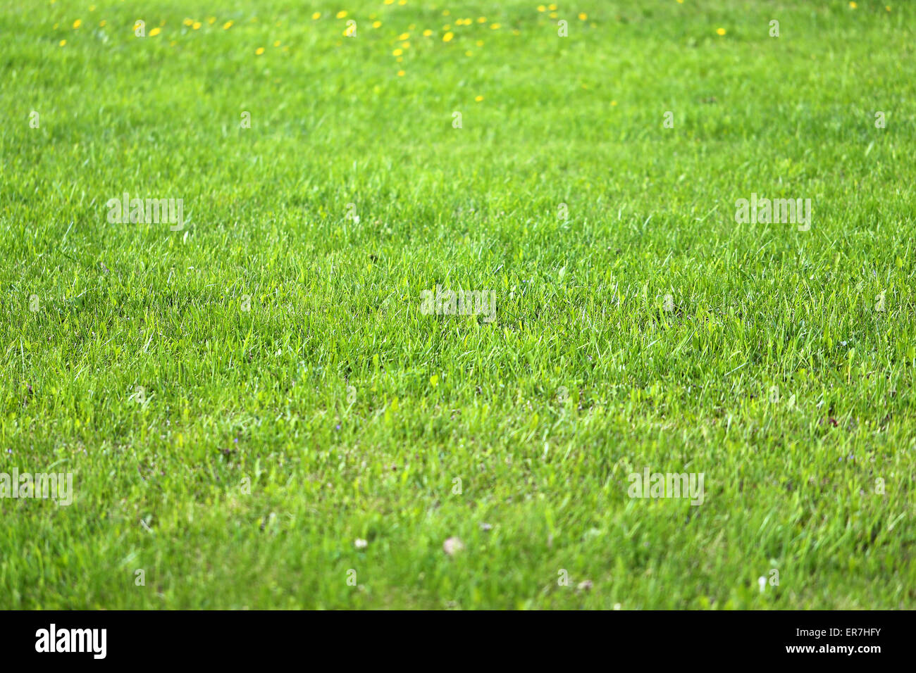 Green grass in a field photographed close up Stock Photo - Alamy