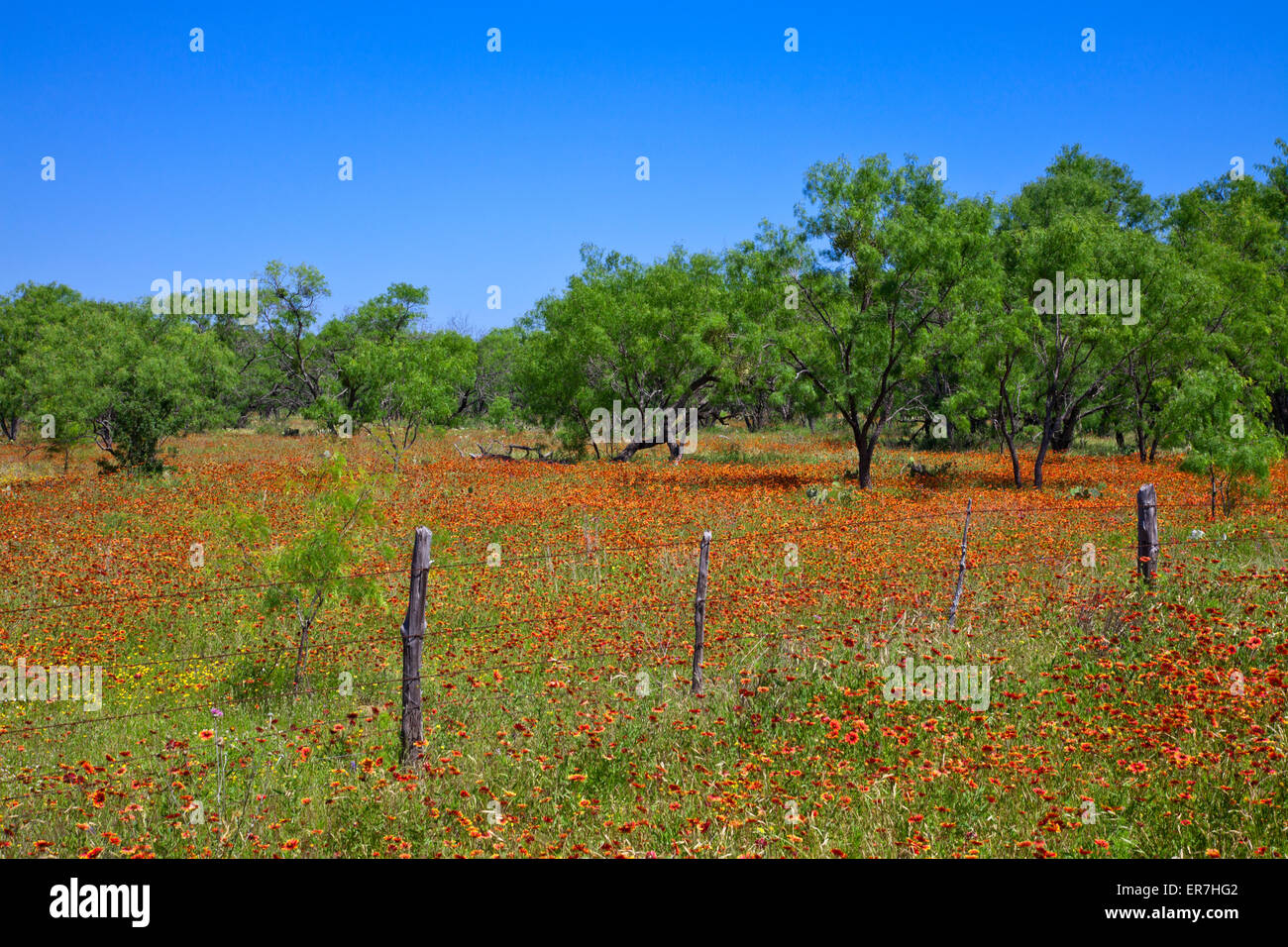 Field of red-orange Indian Blanket (Gaillardia pulchella) flanks mesquite trees on FM (Farm-to-Market) Road 1431, west of Marble Stock Photo