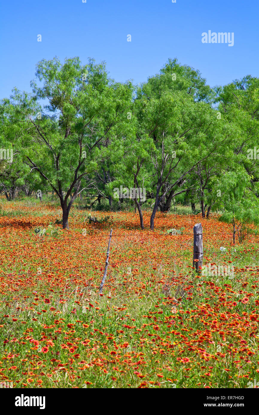 Field of red-orange Indian Blanket (Gaillardia pulchella) flanks mesquite trees on FM (Farm-to-Market) Road 1431, west of Marble Stock Photo