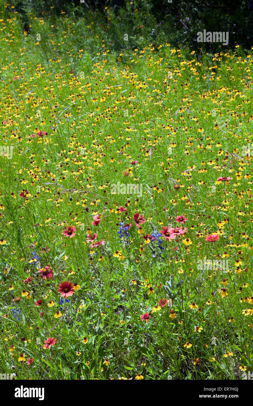 Wildflowers on the very rural  Willow City Loop, near both Johnson City and Fredericksburg in the Hill country of central Texas. Stock Photo
