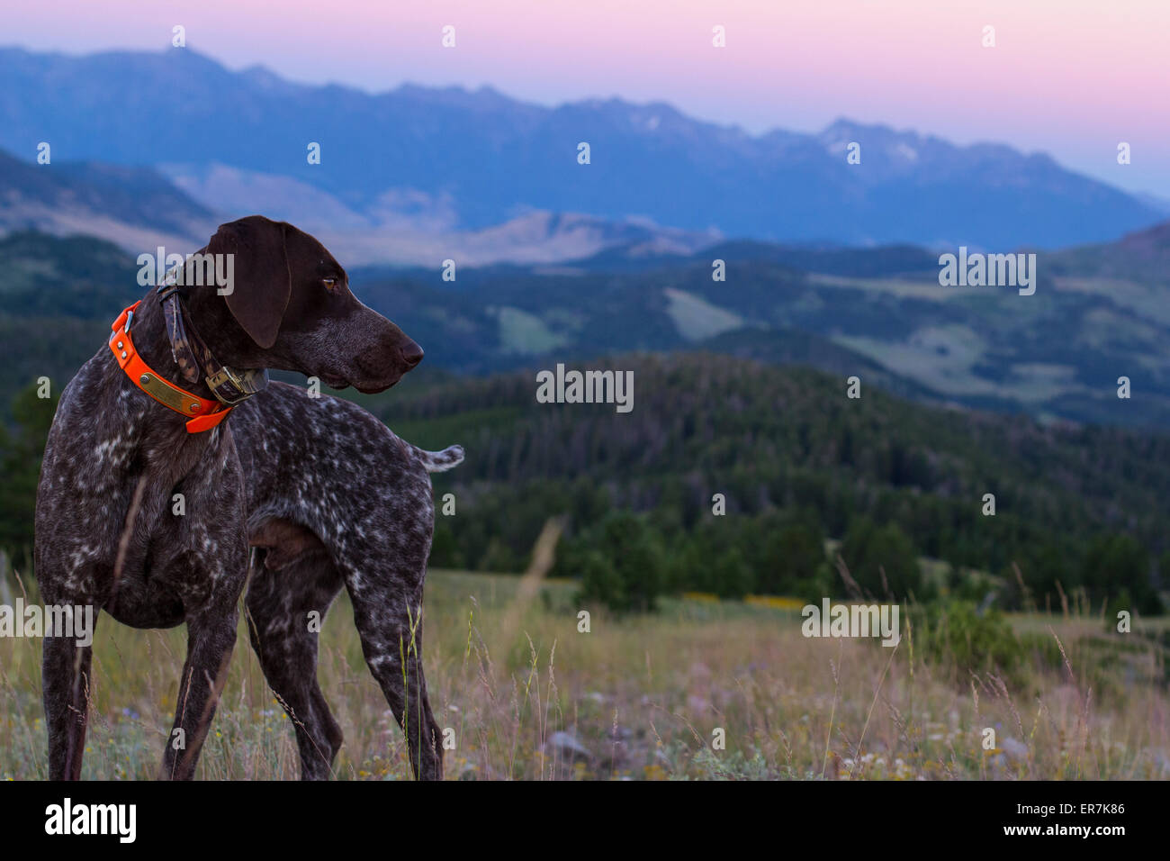 Dog in the Rocky Mountains of Montana Stock Photo Alamy