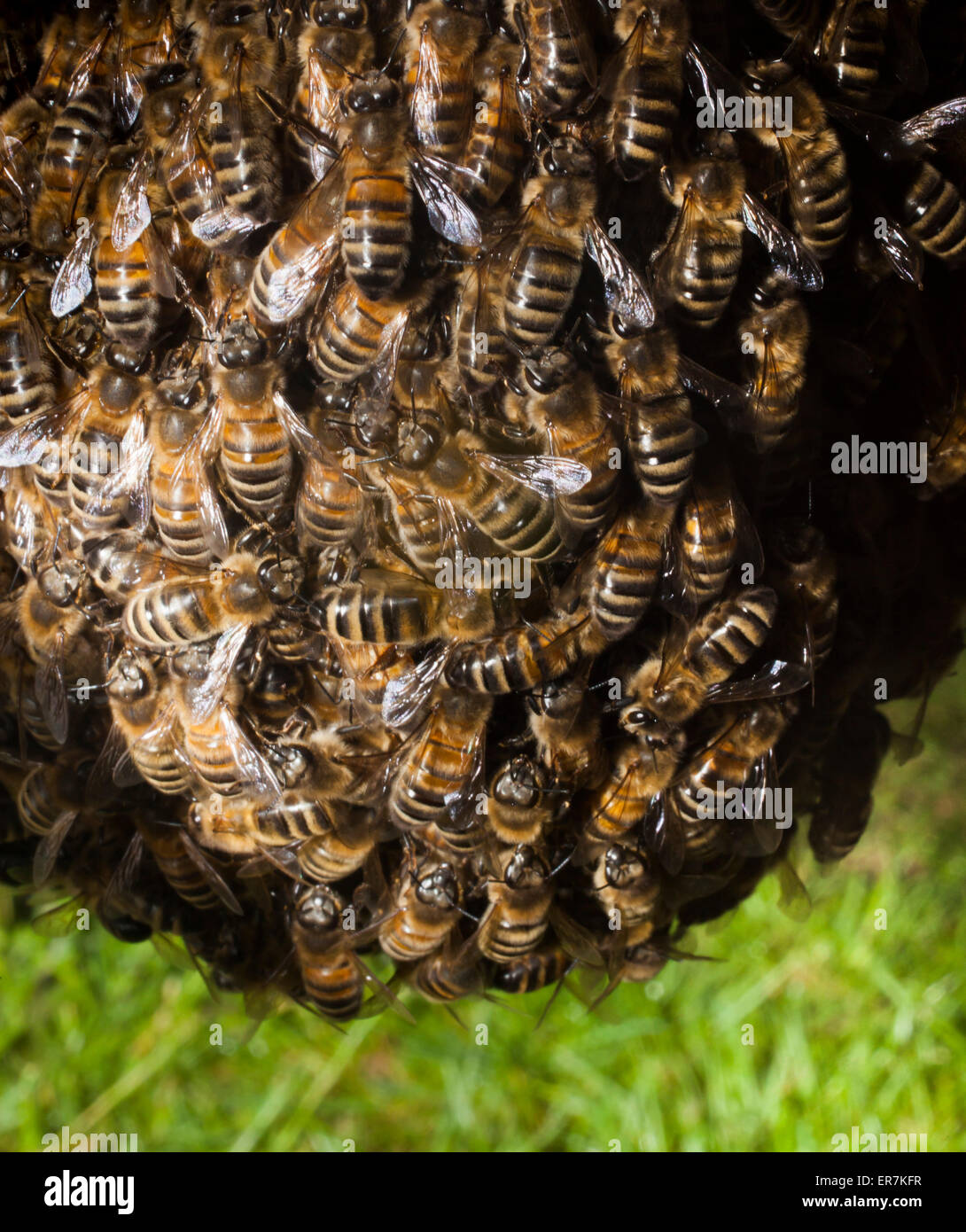 A swarm of honey bees,who have left the original colony, gather around their new queen bee. Later they will create a new colony. Stock Photo