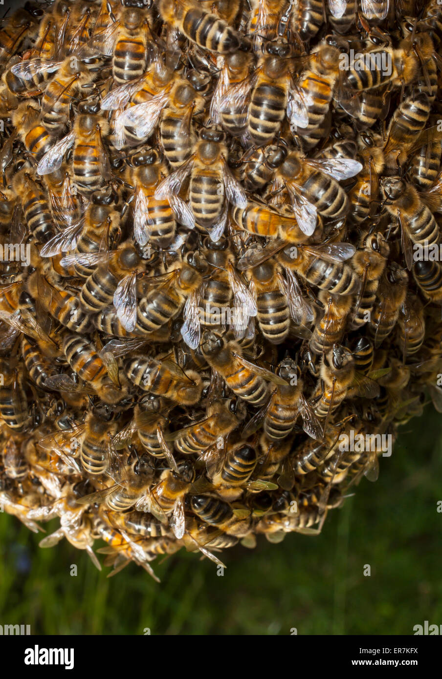 A swarm of honey bees,who have left the original colony, gather around their new queen bee. Later they will create a new colony. Stock Photo