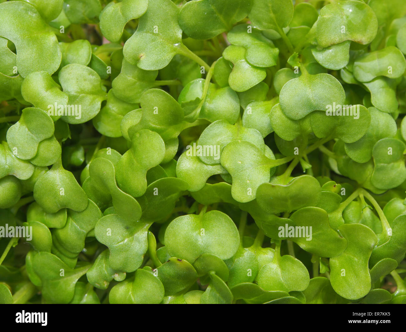 A close up of watercress Stock Photo