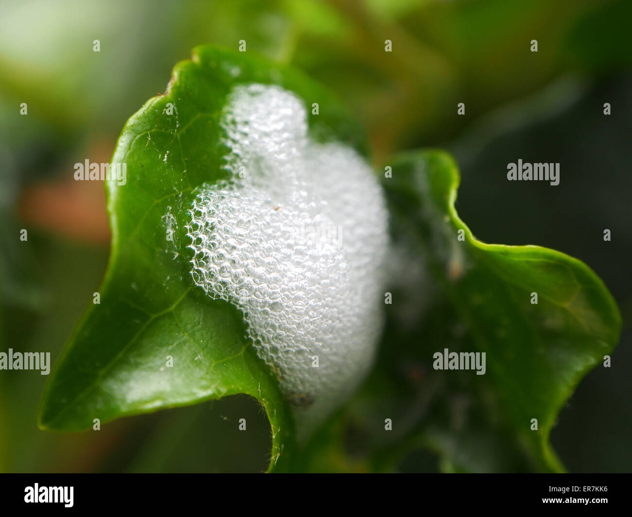 The protective covering of a spittlebug (Cercopidae family) on a leaf Stock Photo