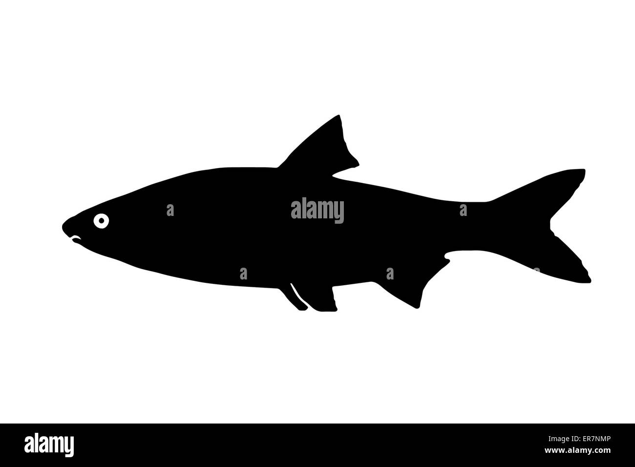 Silhouette freshwater fish Sneep, that lives in lakes and fast and clear rivers. Stock Photo