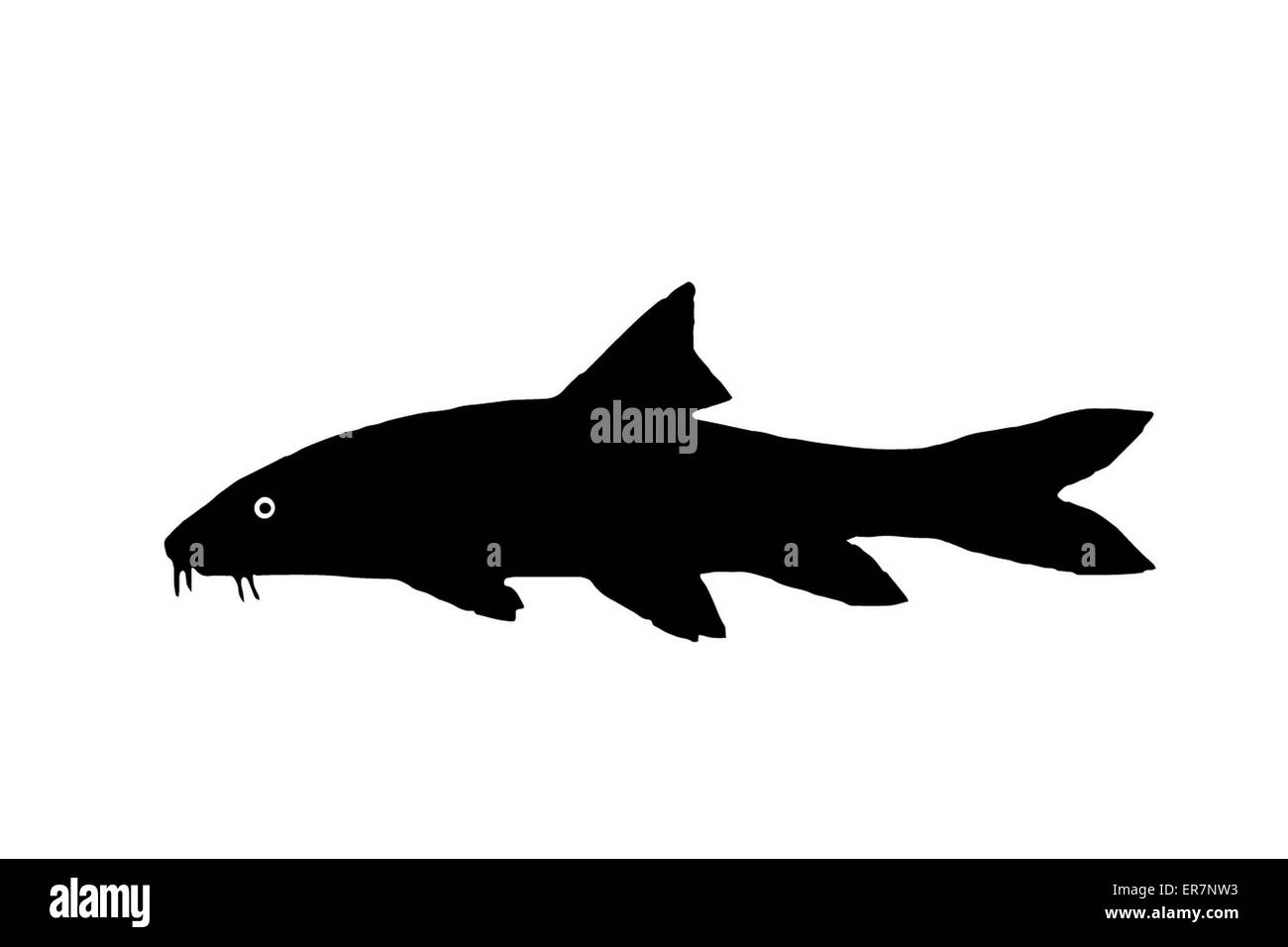 Silhouette freshwater fish Barbel, who lives in a fast and clear waters. Stock Photo