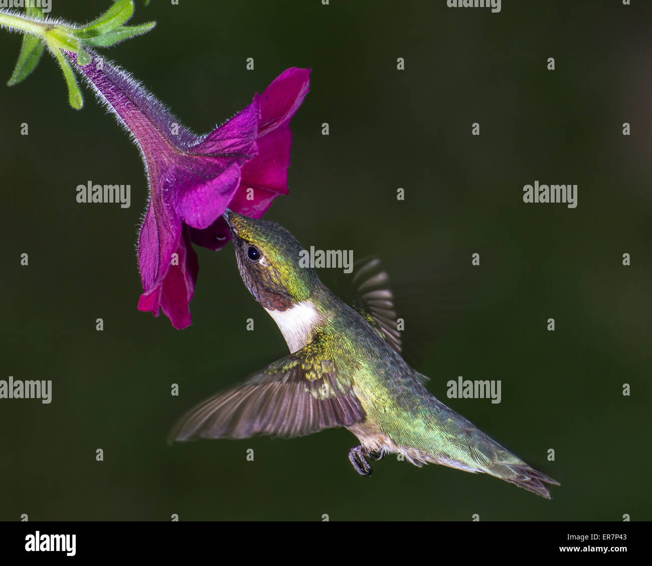 A ruby-throated hummingbird gathering nectar from a flower. Stock Photo
