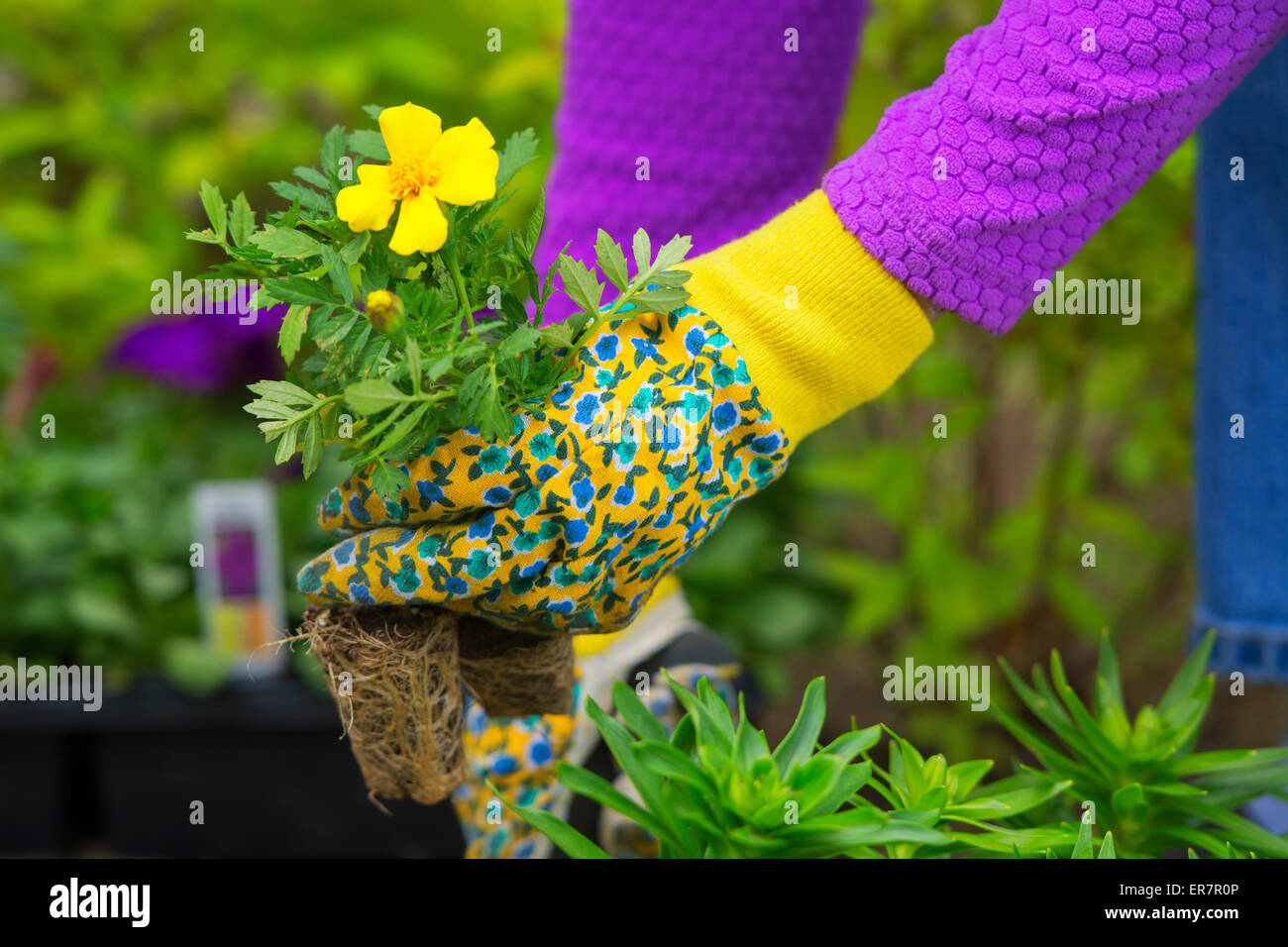 Gardening, Planting,  Flowers,  Woman holding flower plants to plant in garden, woman's hands in Gardening Gloves Stock Photo