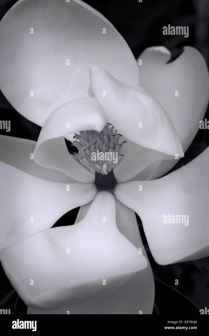 Black and White Magnolia Blossom Stock Photo Alamy