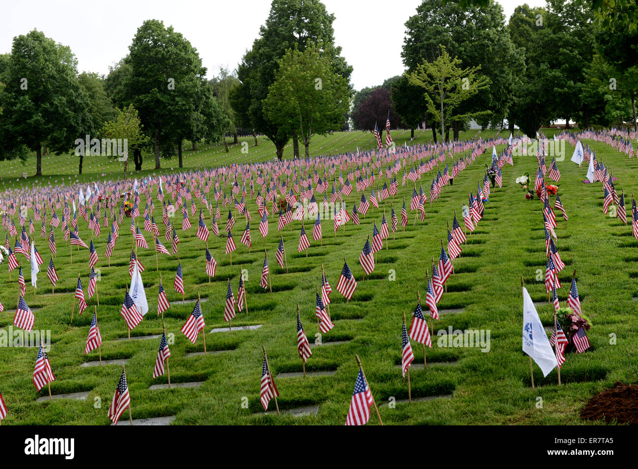 Memorial Day Flags At Willamette National Cemetery, Portland, Oregon