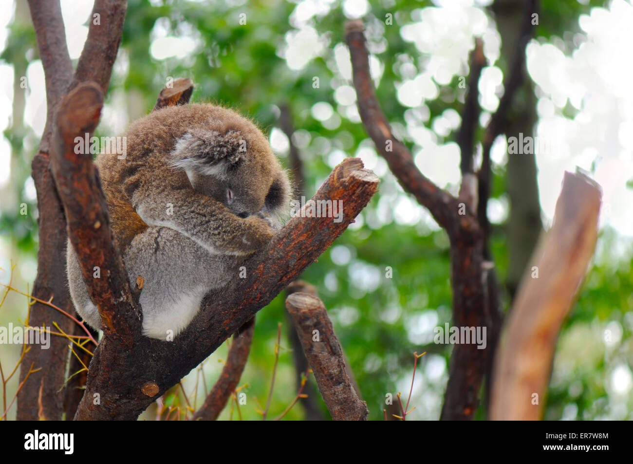 South australian koala hi-res stock photography and images - Alamy