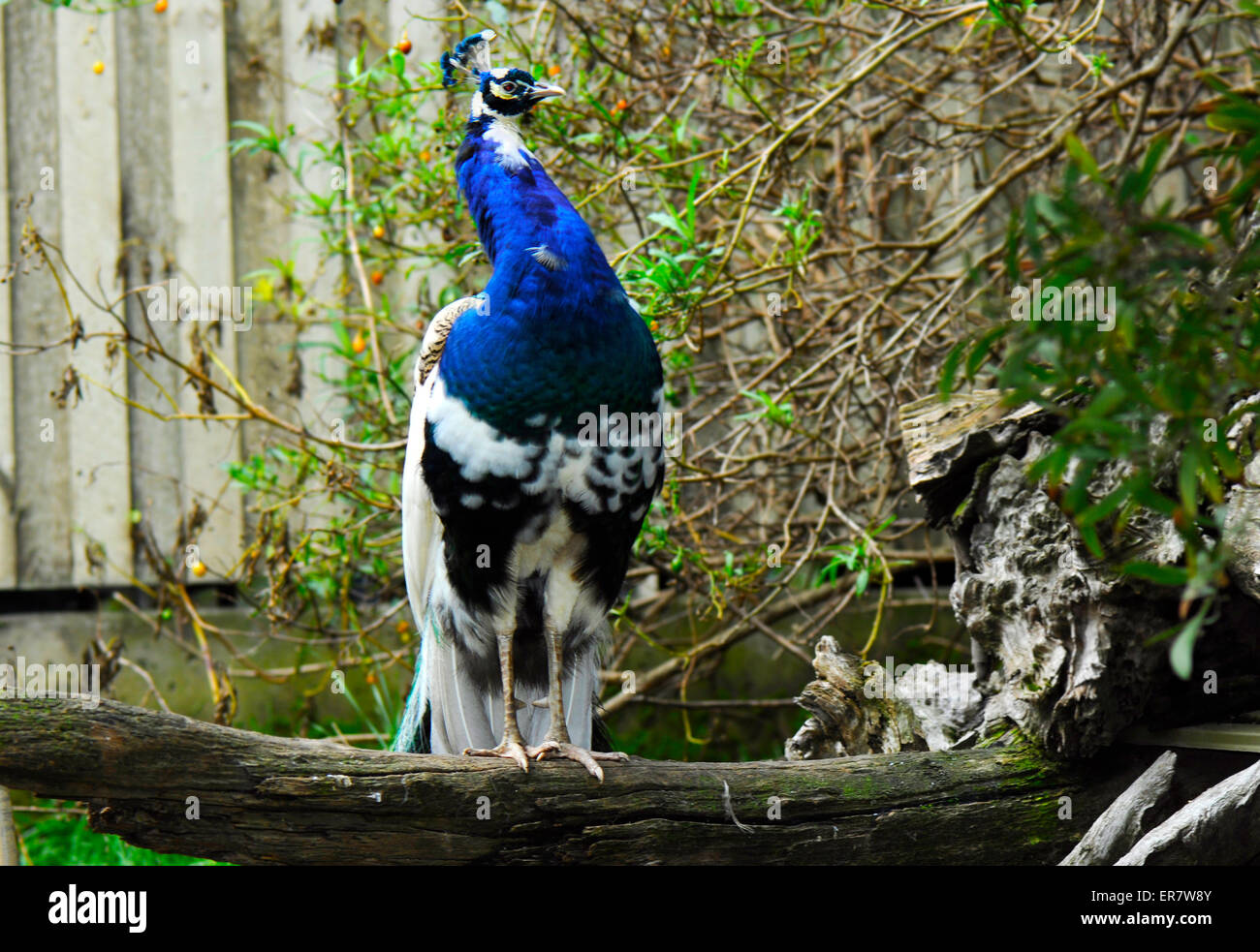 Indian Blue Pied Male Peacock closeup Stock Photo - Alamy