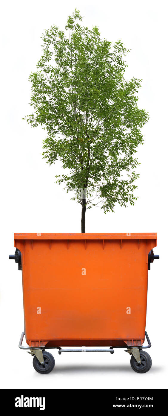 Blank refuse bin with green ash tree on white background Stock Photo