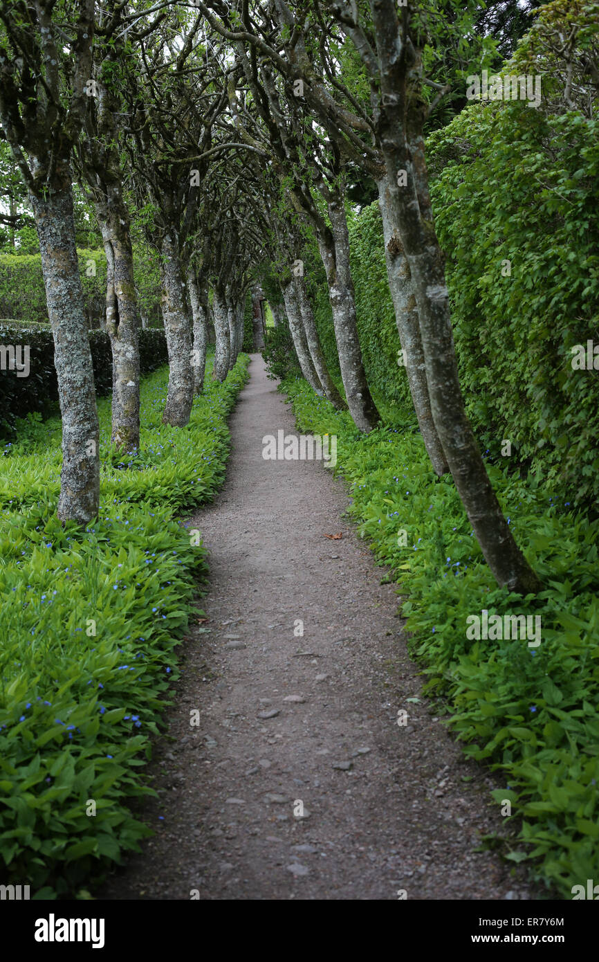 Alleway with trees and beds of Omphalodes verna - Boraginaceae - Cawdor Castle gardens - Nairn - Highlands - Scotland Stock Photo