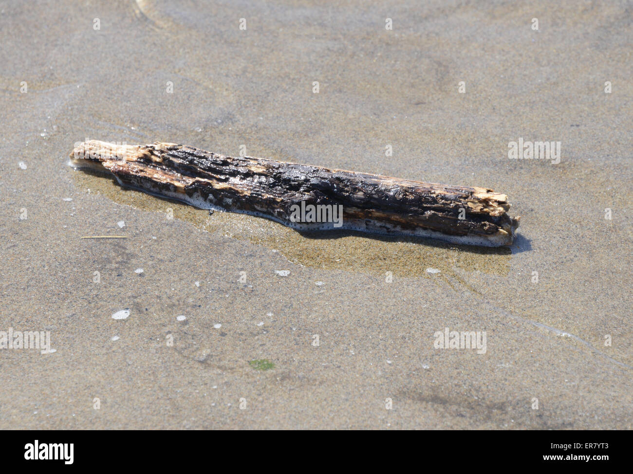 Burnt Log on wet beach, Lincoln City, Oregon, USA Stock Photo