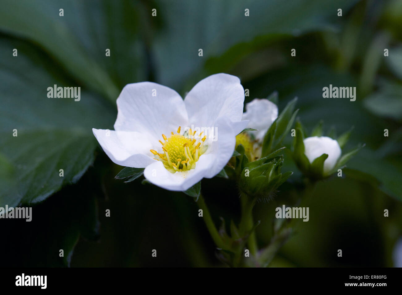 White strawberry plant hi-res stock photography and images - Alamy