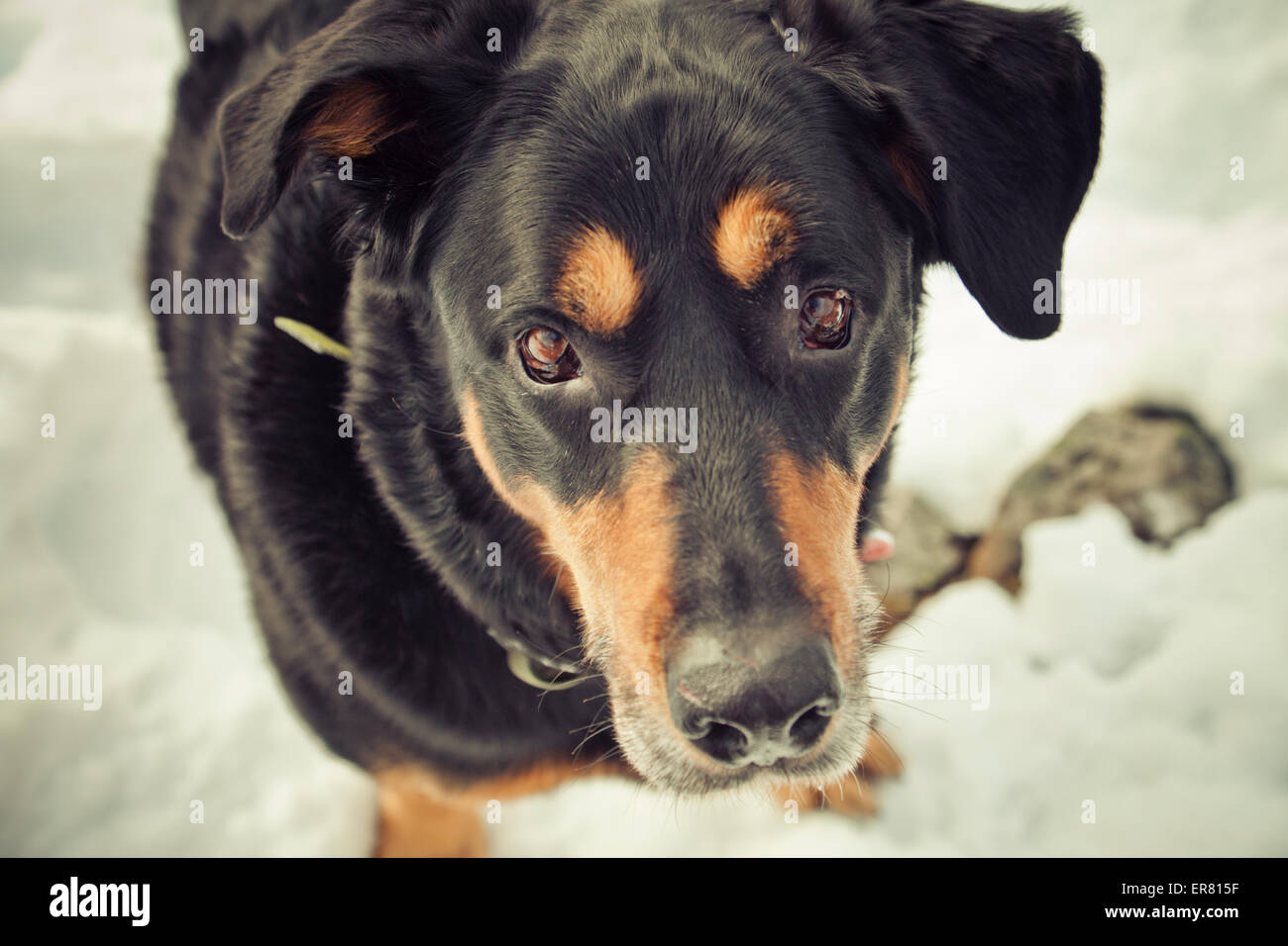 A dog looks up at his owner. Stock Photo
