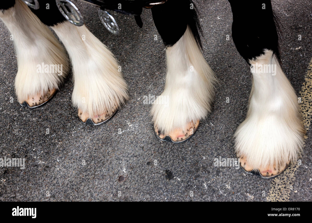 Cloven hooves hires stock photography and images Alamy