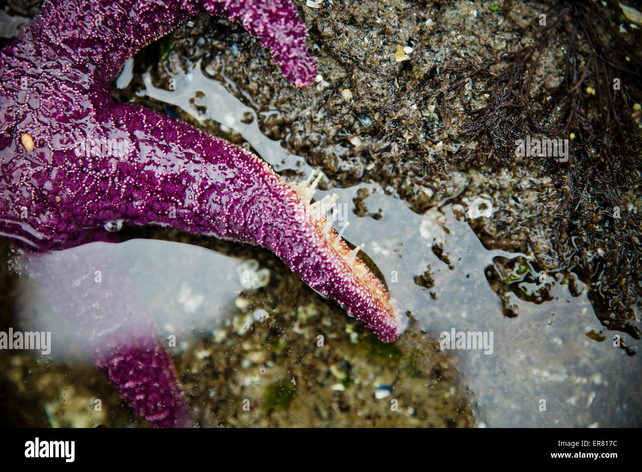 Tentacle tube feet stretch out on one leg of a purple Starfish. Stock Photo