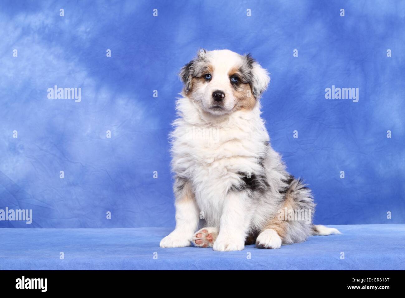 Australian Shepherd Puppy Stock Photo Alamy