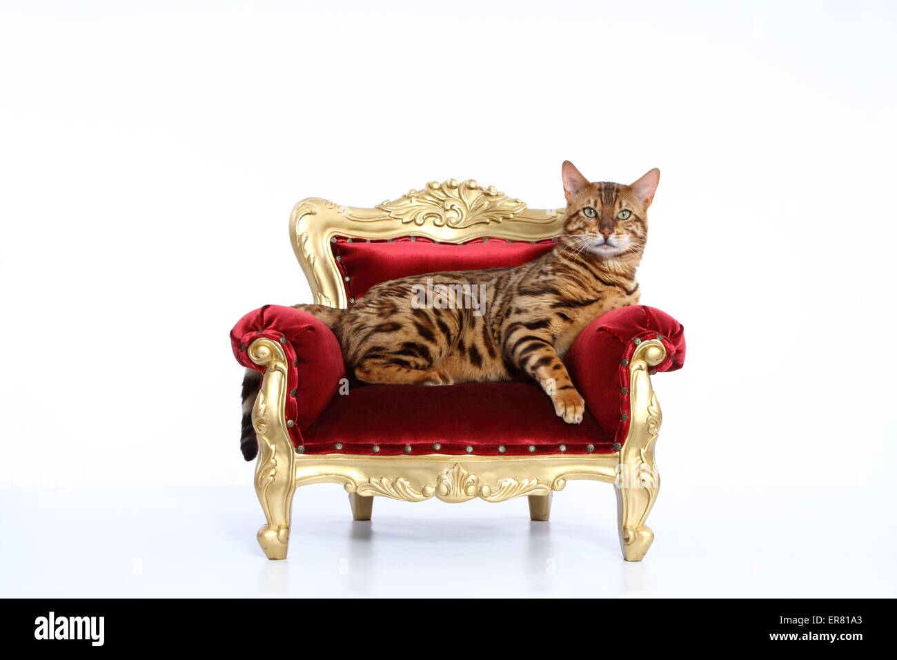 Cat throne hi res stock photography and images Alamy