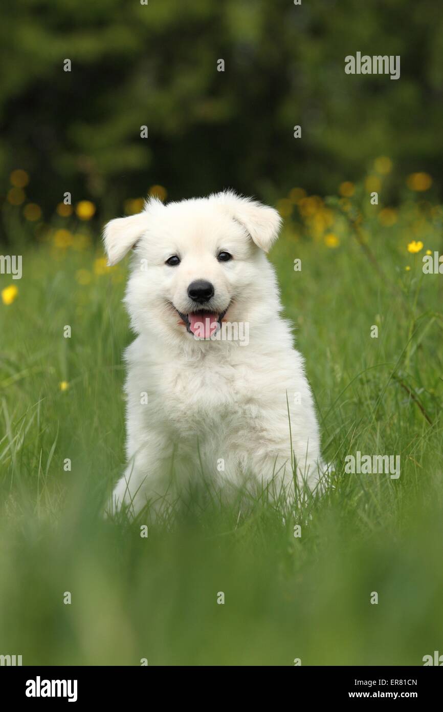 White Swiss Shepherd Puppy Stock Photo