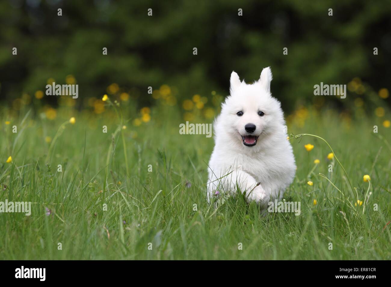 White Swiss Shepherd Puppy Stock Photo