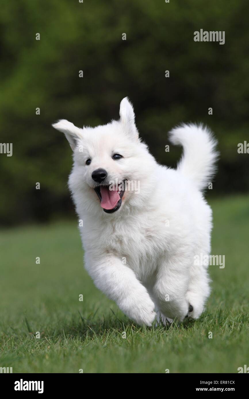 White Swiss Shepherd Puppy Stock Photo