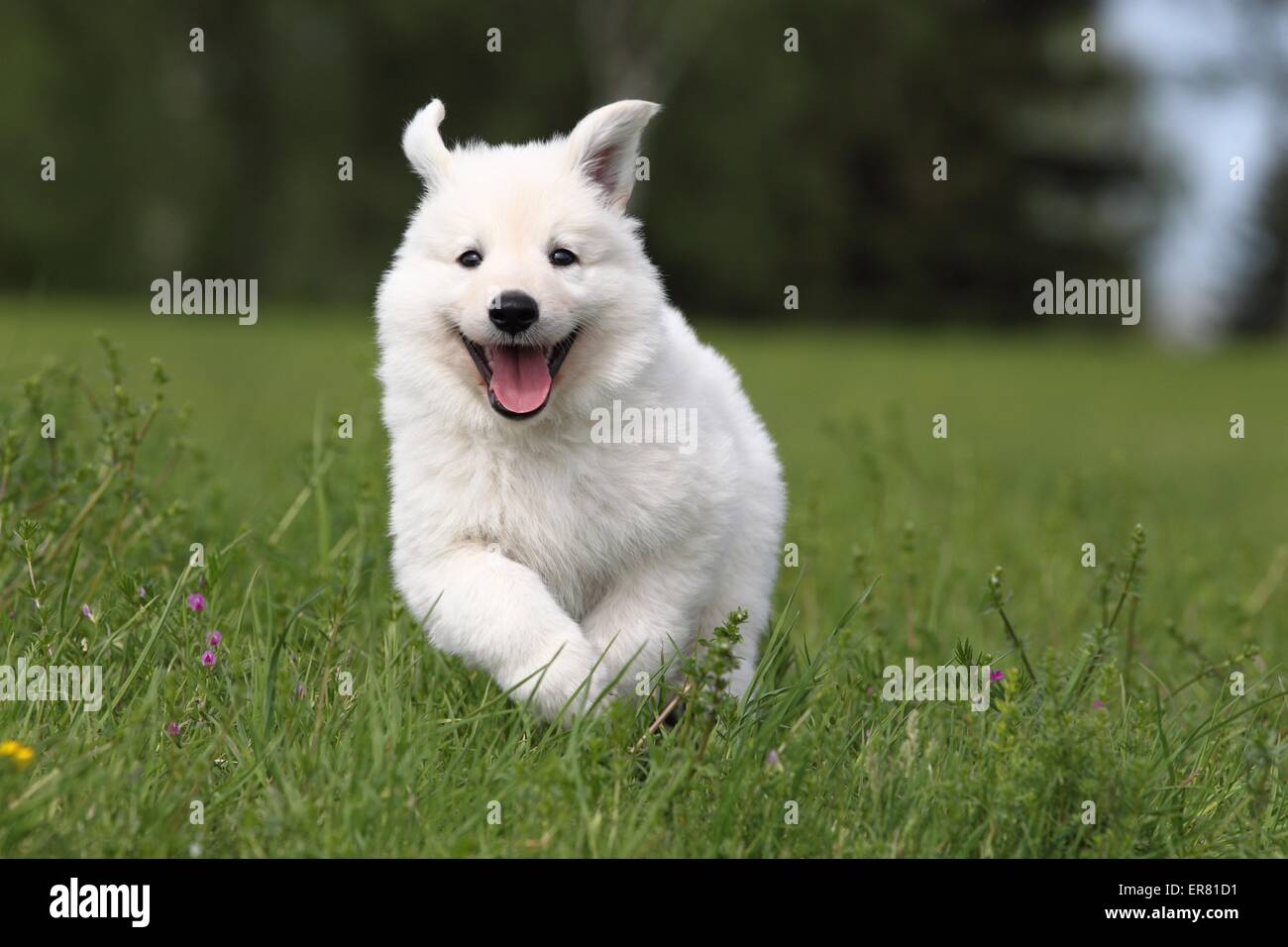 White Swiss Shepherd Puppy Stock Photo